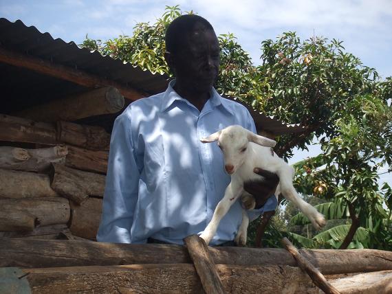 Goats farming
