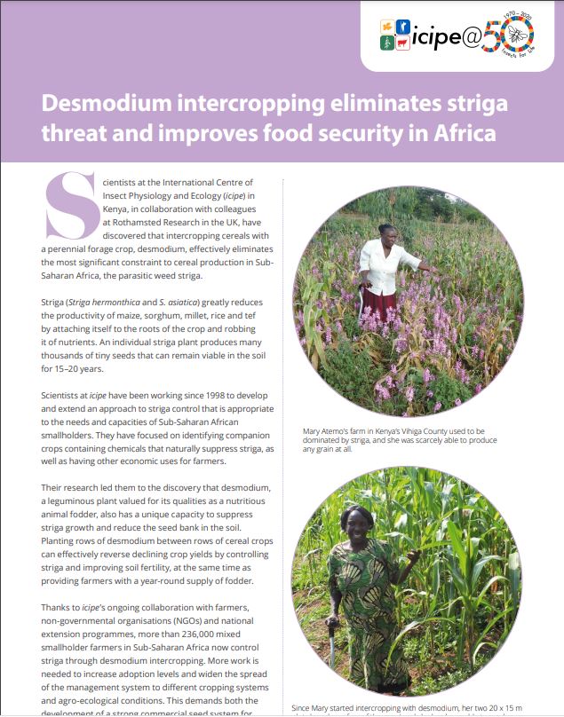 Desmodium intercrop