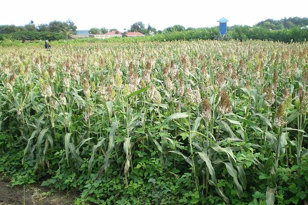 Sorghum