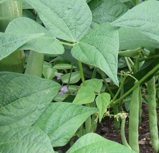bean integration