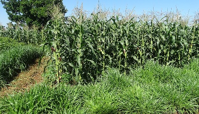  Push-Pull halts fall armyworm