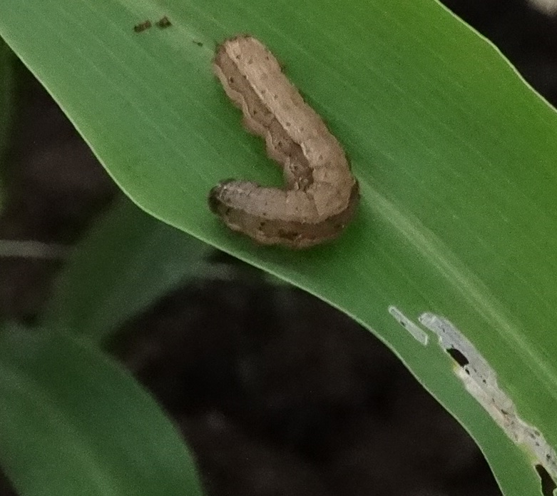 How to win the war against armyworm without pesticides