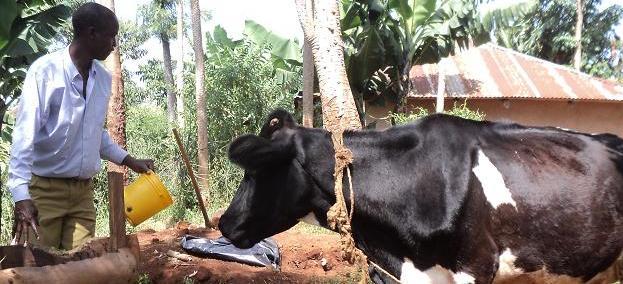 Livestock