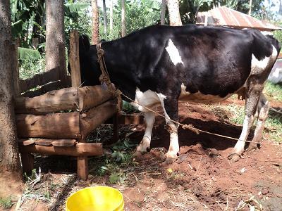 Livestock Intergration